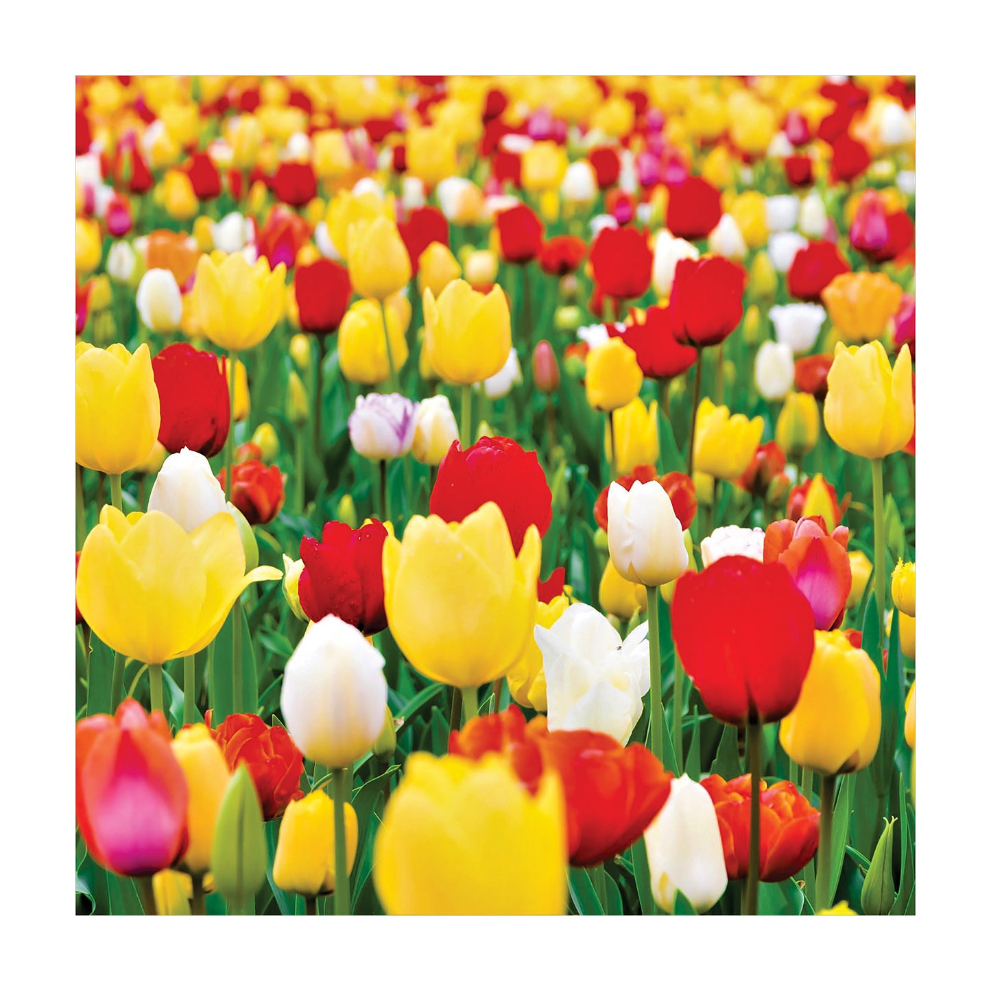 Decoupage Tear Resistant Transfers - Tulips Field 1m x 1m